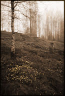Spring flowers
